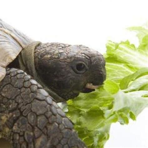 Feed Sulcata Tortoises A Proper Diet To Keep Them Healthy Tortoise