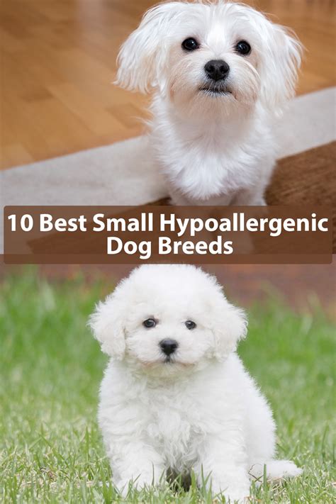 Dog breeds that dont shed and are hypoallergenic. 10 Best Small Dog Breeds That Don't Shed | Hypoallergenic dogs small, Dog breeds, Best small dogs