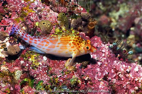 Minden Pictures Pixy Hawkfish Cirrhitichthys Oxycephalus On Coral