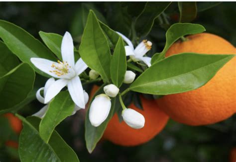 Flor De Naranjo Y Todos Sus Beneficios Citricos