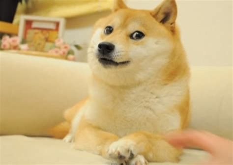 The Real Story Behind The Doge Meme Might Have Originated From A Dog