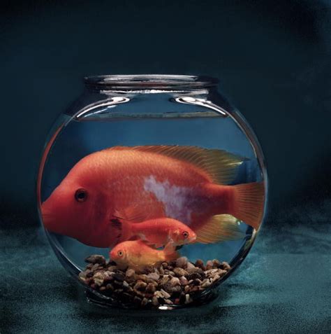 What restaurants are near the fish bowl comedy showcase? Fish Bowl 2015 Date, Time & Theme: This Year's Fish Will ...