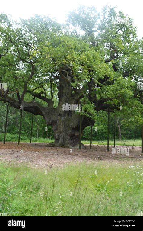 Great Oak Sherwood Forest Hi Res Stock Photography And Images Alamy