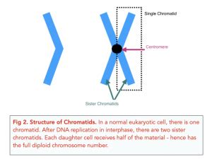 Cell Division Chromosomes A Level Biology Study Mind