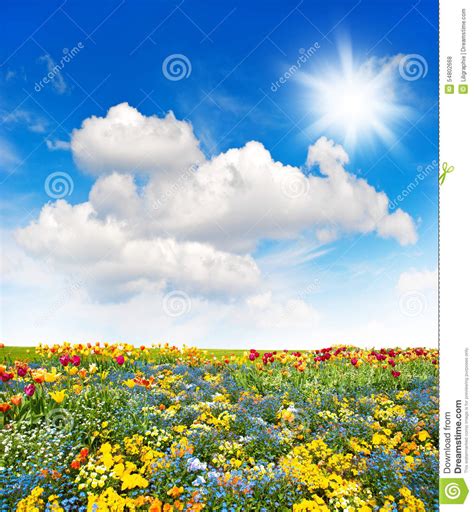 Flower Meadow And Green Grass Field Over Cloudy Blue Sky Stock Photo
