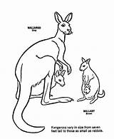 Wallaby Kangaroo Coloring Wallaroo Gray Brown Tree Printable Designlooter Netart 59kb 734px Getcolorings sketch template