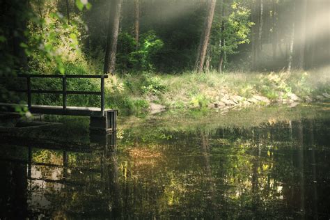Calm Forest Ii The Same Pond In The Same Forest Karel Stepanek