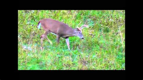 Bow Hunting Maryland Youtube