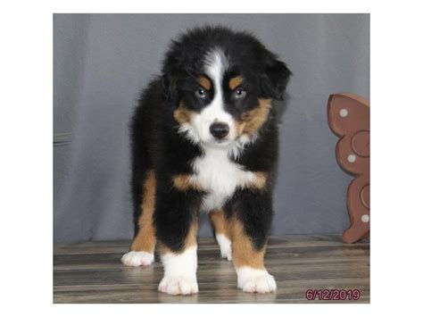 Maybe you would like to learn more about one of these? Australian Shepherd Puppies - Petland Carriage Place Columbus, Ohio