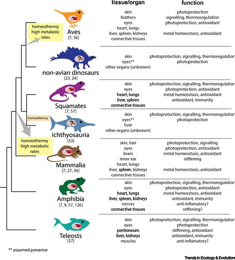 Rosa Rubicondior: Evolution News - Evolution of Skin, Fur and Feather