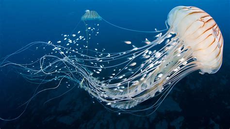 Among us 1000iq hack vs. Seabirds find fine dining among jellyfish | Science | AAAS