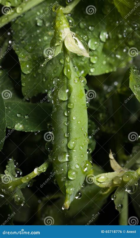 Rain Drops On Pea Pod Stock Photo Image Of Plant Cultivated 65718776