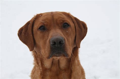 Find dogs and puppies for adoption at michigan humane. Gallery Red And Yellow Lab Puppies