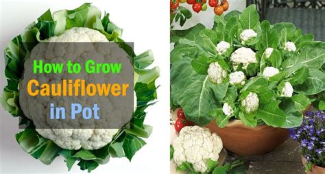 Growing Cauliflower In Containers Urban Gardeners Guide Growing