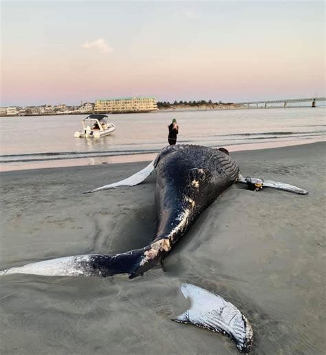 Dead Whale Stays Stuck On Sandbar Sea Isle News