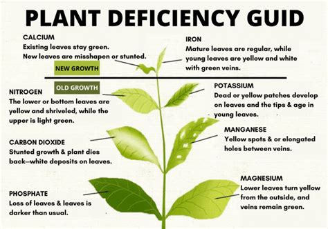 Cannabis Deficiencies Guide Leaves Nutrients And Charts Explained