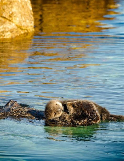 Sea Otter Mother And Pup Visit Monterey Bay Aquarium
