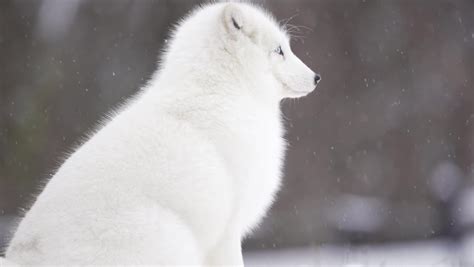 Arctic Fox Heterochromia Looks Camera During Stock Footage Video 100