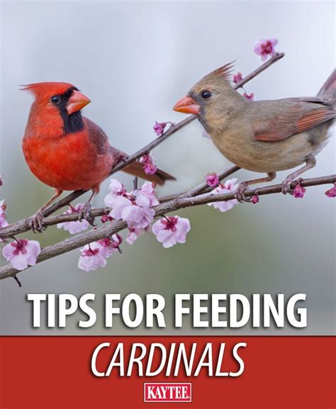 Use This Advice From Our Wild Bird Experts To Attract Cardinals To Your