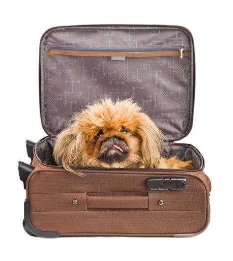Should we fly or drive? 10 Tips For Moving Across The Country With Your Pets