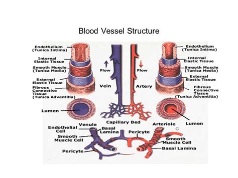 Blood Vessel Structure Science Online