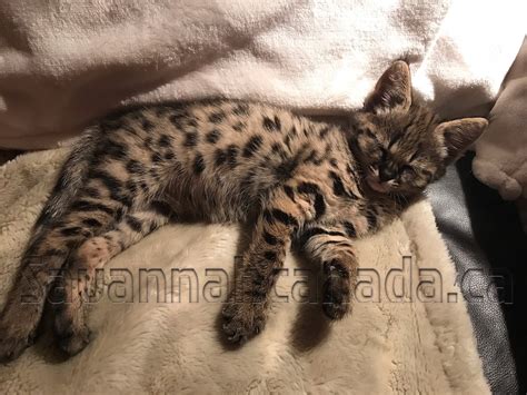 The country covers a land area of some. Savannah catCat savannahCatsChatSavannah catsSavannah cats ...