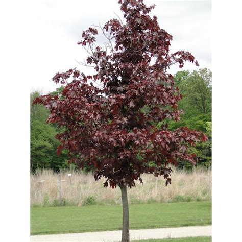 Online Orchards Crimson King Maple Tree Bare Root SHNM001 The Home Depot