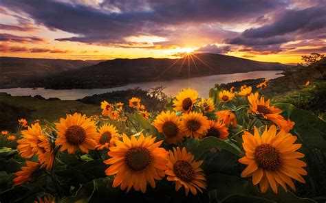 Sunflowers In The Morning Sun Landscape Sunset Wallpaper Sunset