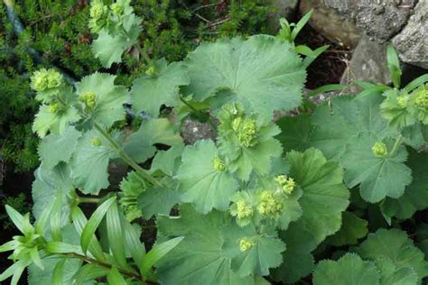 This conifer is one of n.z. Alchemilla Mollis - Mark McNee
