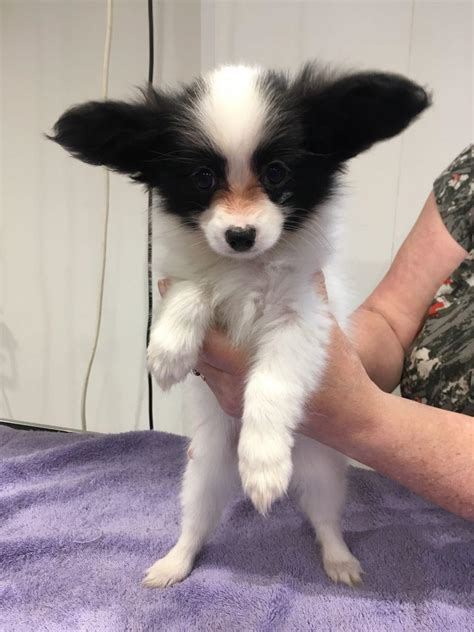 11 3 Months Old Superior Papillon Dog Puppy For Sale Or Adoption