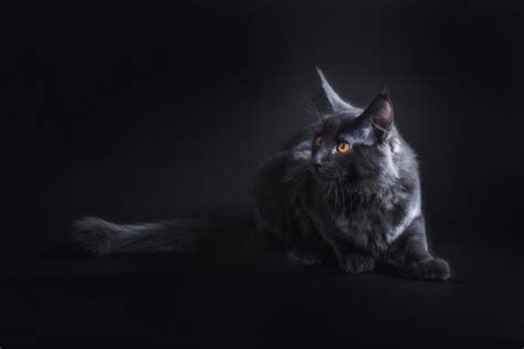 4k 5k 6k Cats Maine Coon Hd Wallpaper Rare Gallery