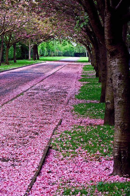 Cherry Blossom Path Blossom Trees Beautiful World Nature Photography