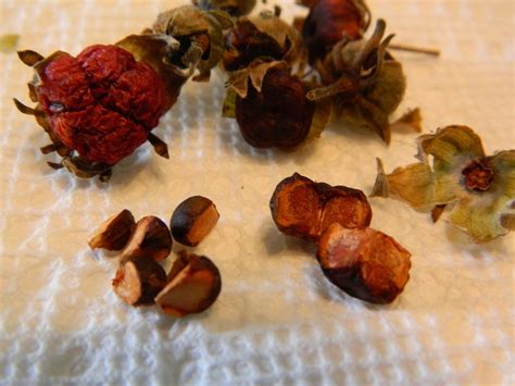 Photo Of The Seeds Of Turk S Cap Malvaviscus Arboreus Posted By