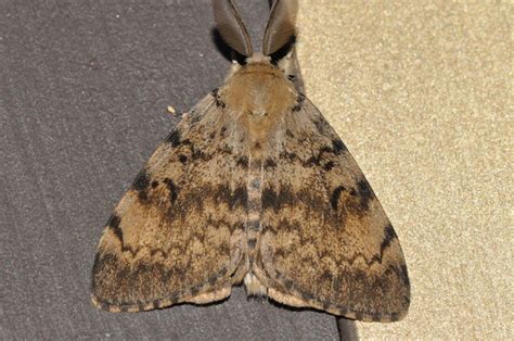 Lymantria Dispar Gypsy Moth Image