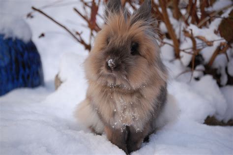 My Lionhead Rabbit Playing In The Snow Lionhead Rabbit Animals Rabbit