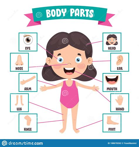 Boy Body Parts Diagram Poster Cartoon Vector 89757031