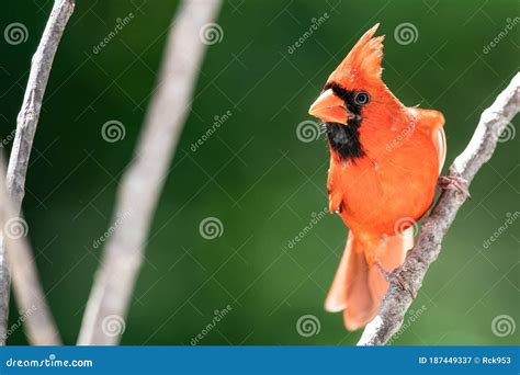 Northern Cardinal Perched On A Tree Branch Stock Image Image Of