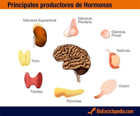 Hormonas Tipos Y Funciones Bioenciclopedia Sistema Endocrino