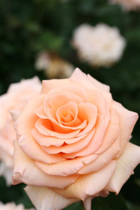 Pink Rose Indicates. The Meanings of Pink Roses (Light Pink, Pink & Bright Pink) from 