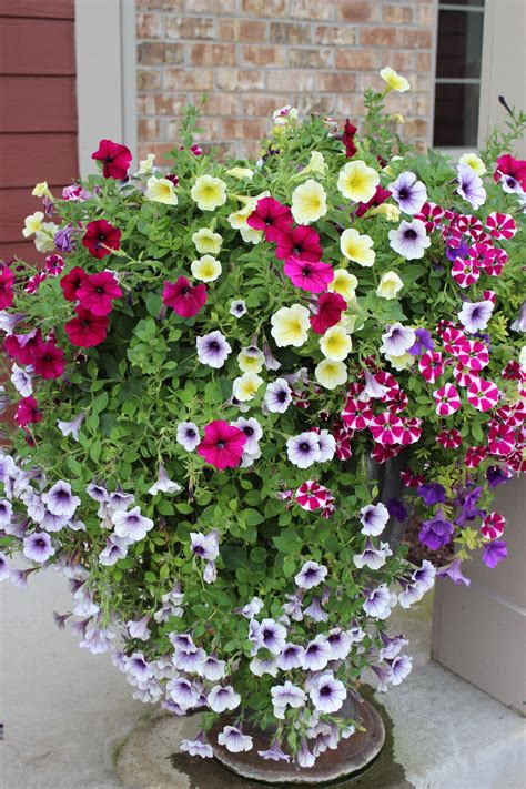 Pretty Planters 20 Of Them Container Flowers Container Gardening