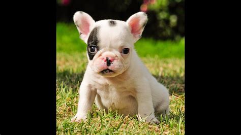 The nose is dark, however, might be lighter in lighter shaded pups. Miniature French bulldog puppies for sale 786-206-9330 ...