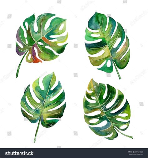 Tropical Split Leaves Philodendron Plant Botanic Stock Illustration