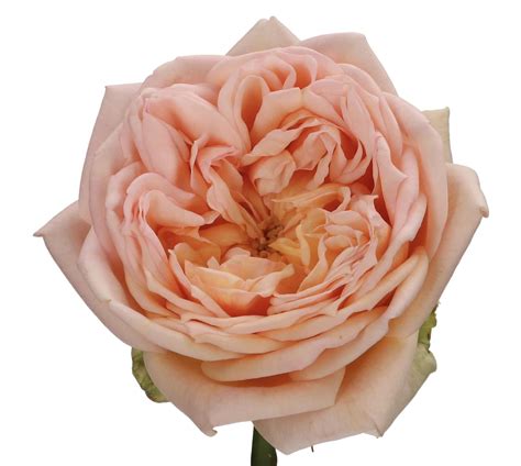 Sweet Catalina Vip Roses