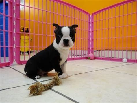To facilitate social distancing, the kentucky humane society is now offering adoptions by appointment at our east campus at 1000 lyndon lane and our main. Boston Terrier, Puppies, Dogs, For Sale, In Albany, County ...