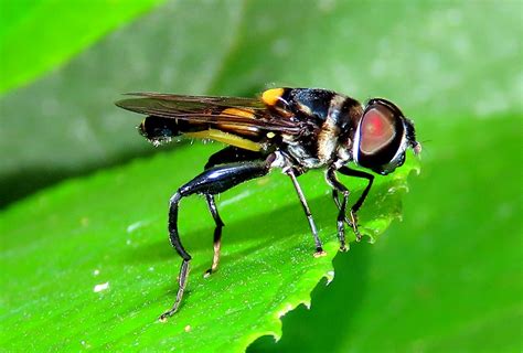 syrphid fly diptera syrphidae quebrada seca cañón del r… flickr