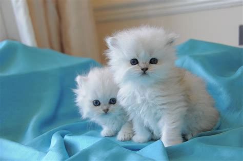 Hundreds more if a cat or kitten's medical history is unknown or if the kitty has not received initial medical care. Stunning Chinchilla Kittens for sale | Cardiff, Cardiff ...