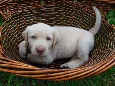 Our sole purpose is to find amazing homes for our beloved babies. Champagne Labrador Puppies for Sale, Our Lyrical Labs ...