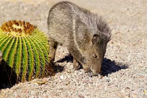 What Animals Eat Cactus 9 Animals That Feed On Cacti Pretty Backyard