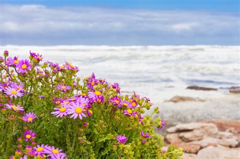 Small Pink Coastal Flowers On The Atlantic Sea Shore Stock Image