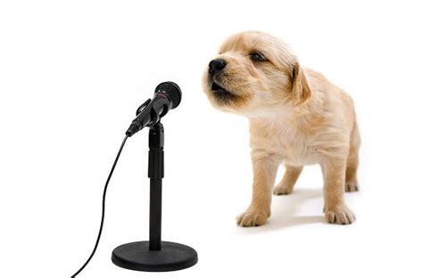 Dog Microphone Stock Photos Pictures And Royalty Free Images Istock